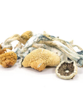 Blue Meanies Mushrooms