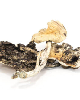 Brazilian Cubensis
