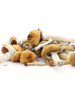 Golden Teacher Mushrooms