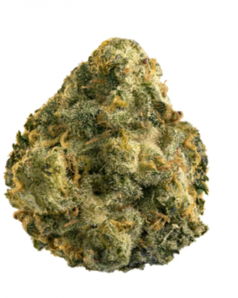 Grapefruit GG4