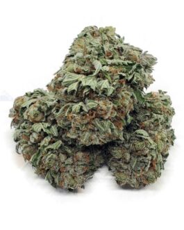 King Kush