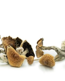Magic Mushrooms Mix & Match