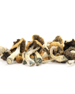 Malabar Mushrooms