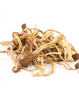 Mexican Cubensis Mushrooms
