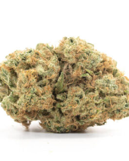 White Rhino