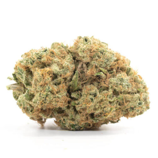 White Rhino