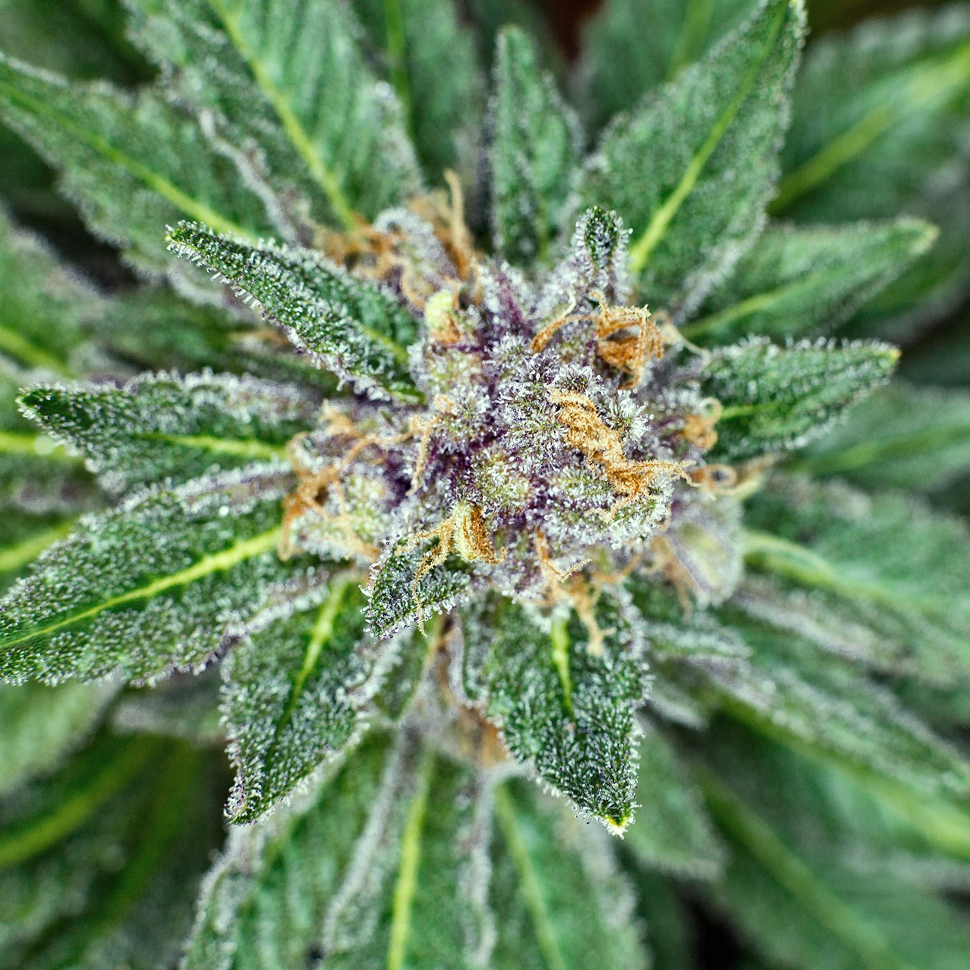 indica