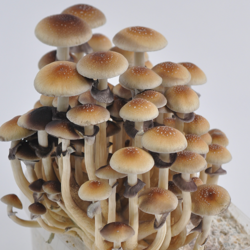 mushrooms