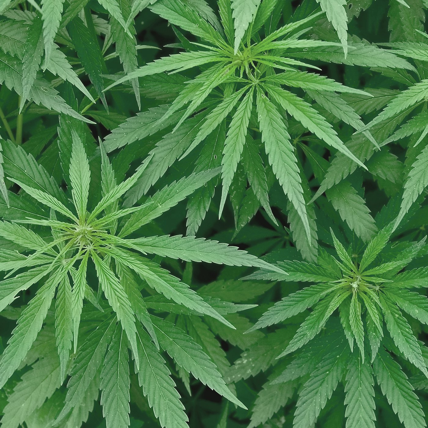 sativa
