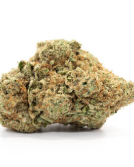 Mimosa