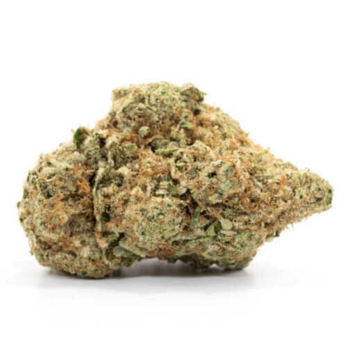 Mimosa